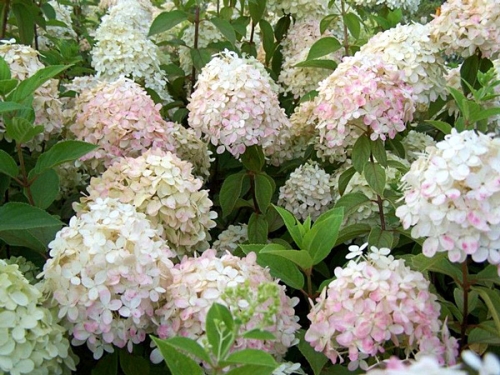 Hydrangea paniculata 'Phantom'